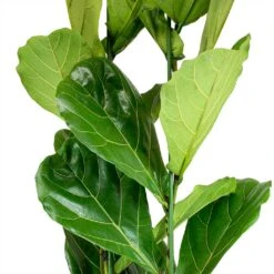 Ficus Lyrata - HydroCare 12 Ficus Lyrata - HydroCare -Hortology Shop Ficus lyrata Fiddle Leaf Fig Leaves b7b8dbd5 239b 4336 ba3b e63dc591822c