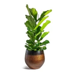 Mya Plant Pot - Shiny Mocha 22 Mya Plant Pot - Shiny Mocha -Hortology Shop Ficus lyrata Fiddle Leaf Fig Mya Plant Pot Shiny Mocha 42cm c4532f4d 912e 450c 885d 734e1e0e1685