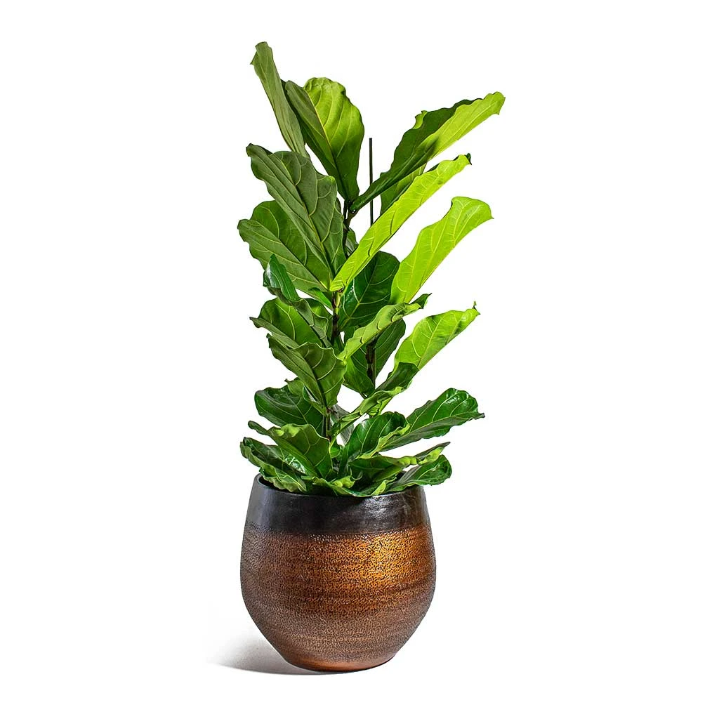 Mya Plant Pot - Shiny Mocha 5 Mya Plant Pot - Shiny Mocha - Image 5