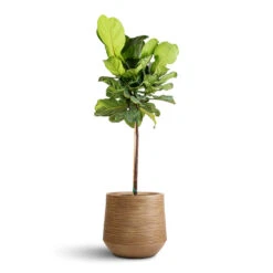 Dune Darcy Planter - Almond -Hortology Shop Ficus lyrata Fiddle Leaf Fig Straight Stem 30x150cm Dune Darcy Planter Almond 41x36cm