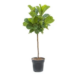 Ficus Lyrata - Fiddle Leaf Fig - Straight Stem -Hortology Shop Ficus lyrata Fiddle Leaf Fig Straight Stem ec34605d c612 468d 84c0 3693bfc1d201