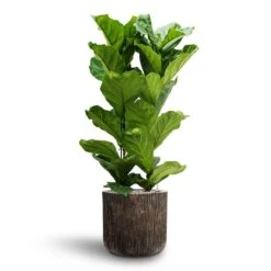 Ficus Lyrata - HydroCare 14 Ficus Lyrata - HydroCare -Hortology Shop Ficus lyrata Hydroculture 2 stems Luxe Lite Waterfall Cylinder Planter Bronze 40 x 38cm