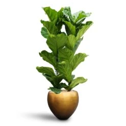 Ficus Lyrata - HydroCare 13 Ficus Lyrata - HydroCare -Hortology Shop Ficus lyrata Hydroculture 2 stems Metallic Couple Plant Pot Matt Honey 50 x 45cm