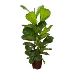 Ficus Lyrata - HydroCare 16 Ficus Lyrata - HydroCare -Hortology Shop Ficus lyrata Hydroculture Indoor Plant 2Stems