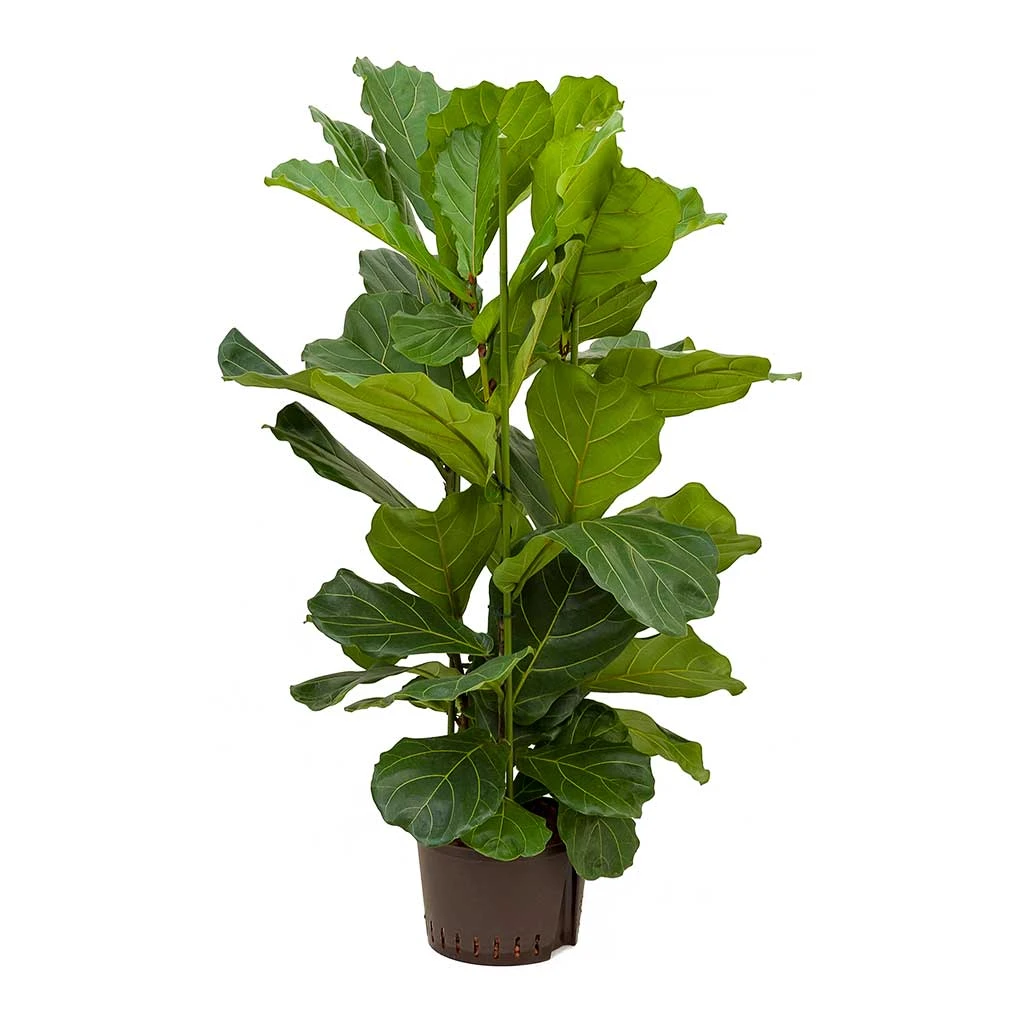 Ficus Lyrata - HydroCare 1 Ficus Lyrata - HydroCare