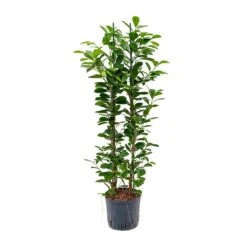 Ficus Moclame - HydroCare -Hortology Shop Ficus moclame Hydroculture 22 19x110cm 2stems