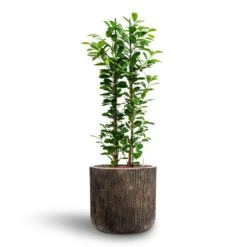 Luxe Lite Waterfall Cylinder Planter - Bronze -Hortology Shop Ficus moclame Hydroculture Luxe Lite Waterfall Cylinder Planter Bronze 280b81f6 8f12 47a7 a6c7 d762651a2c2b