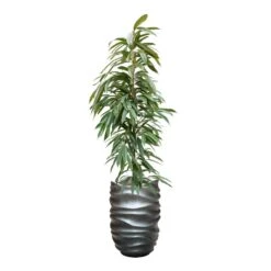 Ficus Amstel King - HydroCare -Hortology Shop FicusAmstelKing Hydroculture GradientLeePartnerPlanter MattGrey