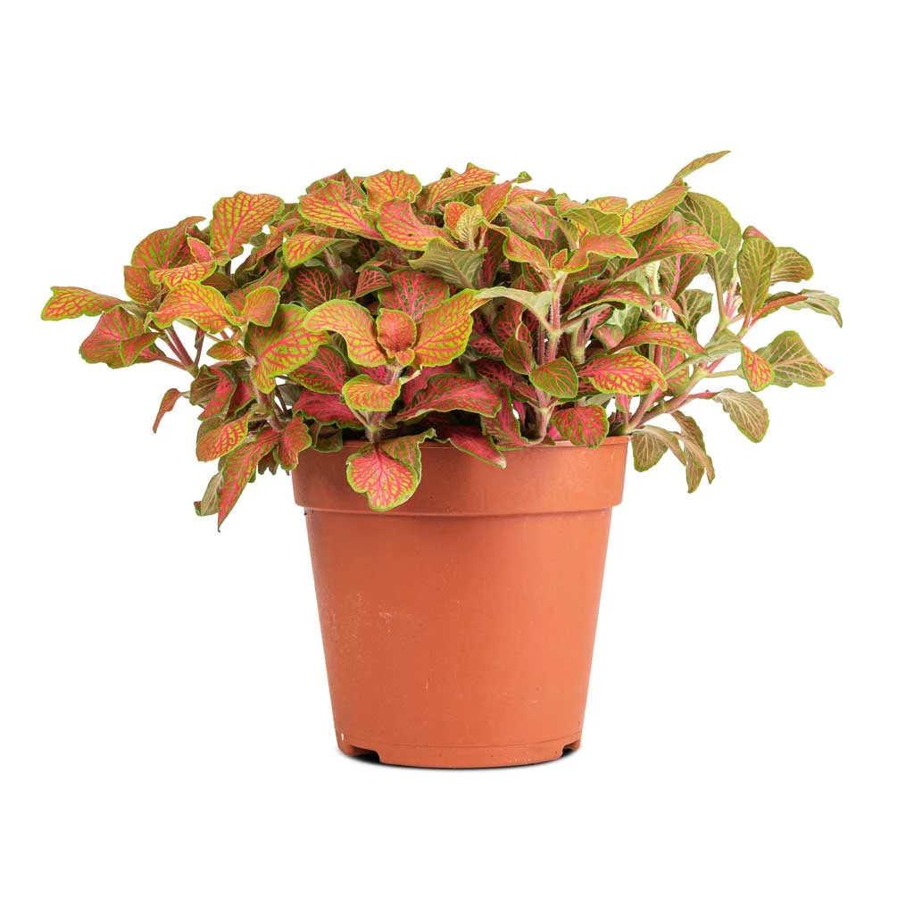 Fittonia Albivenis Mosaic Skeleton - Nerve Plant 2 Fittonia Albivenis Mosaic Skeleton - Nerve Plant - Image 2