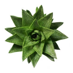 Gasteria D Tiga - Ox Tongue -Hortology Shop Gasteria D Tiga Ox Tongue 10.5cm Above