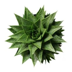 Gasteria D Tiga - Ox Tongue -Hortology Shop Gasteria D Tiga Ox Tongue 17cm Above