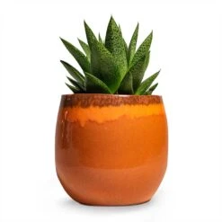 Charlotte Plant Pot - Orange -Hortology Shop Gasteria D Tiga Ox Tongue Houseplant 10.5x15cm Plant Pot Charlotte Orange 15x13cm