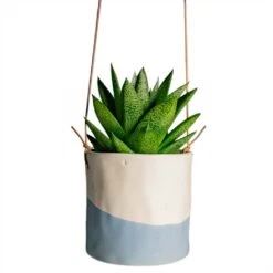 Gasteria D Tiga - Ox Tongue -Hortology Shop Gasteria D Tiga Ox Tongue Houseplant 10.5x15cm Plant Pot Dip Hanging 12x12cm