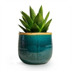Gasteria D Tiga - Ox Tongue -Hortology Shop Gasteria D Tiga Ox Tongue Houseplant 10.5x15cm Plant Pot Iris Turquoise 14x12cm