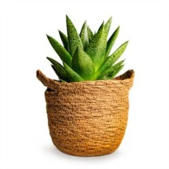 Gasteria D Tiga - Ox Tongue -Hortology Shop Gasteria D Tiga Ox Tongue Houseplant 10.5x15cm Plant Pot Nelis Basket Camel 13x12cm 190c71a9 3139 431a 8578 cc7c7ea90f00