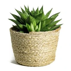 Gasteria D Tiga - Ox Tongue -Hortology Shop Gasteria D Tiga Ox Tongue Maartje Plant Baskets Set of 5 Jute