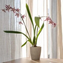 Gerben Plant Pot - Grey Washed -Hortology Shop Gerben Plant Pot Grey Washed Plant Pot Orchid Plant