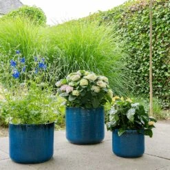 Gilia Planters - Set Of 3 - Blue -Hortology Shop Gilia Planters Set3 Blue Plants