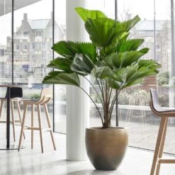 Gradient Balloon Planter - Matt Honey -Hortology Shop Gradient Balloon Planter Matt Honey 1