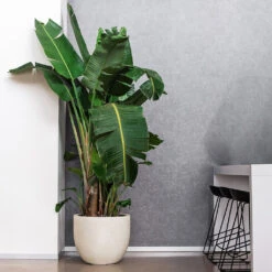 Grigio New Egg Pot Planter - Antique White Concrete -Hortology Shop Grigio New Egg Pot Planter Antique White Concrete