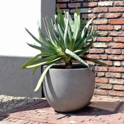 Grigio New Egg Pot Planter - Natural Concrete -Hortology Shop Grigio New Egg Pot Planter Natural Concrete 2