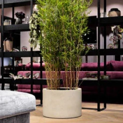 Grigio Cylinder Planter - Antique White Concrete -Hortology Shop GrigioCylinderPlanter AntiqueWhiteConcrete 1