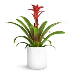 Puk Essentials Planter - Matt White -Hortology Shop Guzmania Calypso Starlight Red Bromeliad 12x45cm Puk Planter Matt White 15x15cm 1 e9eda6be 0adc 4fa0 9e1b 5fb84df685e7