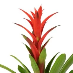 Guzmania Lingulata - Amaretto Red Bromeliad -Hortology Shop Guzmania Lingulata Amaretto Red Bromeliad 13x55cm 3
