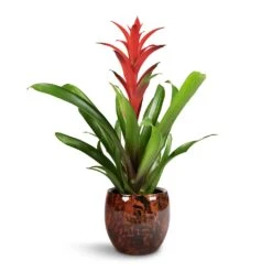 Kae Plant Pot - Cayenne -Hortology Shop Guzmania Lingulata Amaretto Red Bromeliad 13x55cm Kae Plant Pot Cayenne 19x66cm 1 3975f1be f5ea 4bf4 af97 711ca27b1311