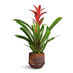 Guzmania Lingulata - Amaretto Red Bromeliad -Hortology Shop Guzmania Lingulata Amaretto Red Bromeliad 13x55cm Noud Plant Pot Copper 17x15cm 1