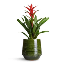 Remi Plant Pot - Green 19 Remi Plant Pot - Green -Hortology Shop Guzmania Lingulata Amaretto Red Bromeliad 13x55cm Remi Plant Pot Green 23x25cm b1fbebd2 71b4 48c4 b929 387cf20bbfdb