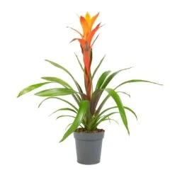 Guzmania Variada - Jazz Orange Bromeliad -Hortology Shop Guzmania Variada Jazz Orange Bromeliad 13x55cm 1