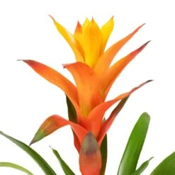 Guzmania Variada - Jazz Orange Bromeliad -Hortology Shop Guzmania Variada Jazz Orange Bromeliad 13x55cm 2