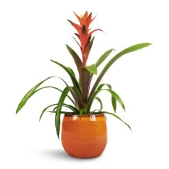Charlotte Plant Pot - Orange -Hortology Shop Guzmania Variada Jazz Orange Bromeliad 13x55cm Charlotte Plant Pot Orange 19x16cm 1 f30724a3 fc9a 400c 86b4 c2dfb7b290e2