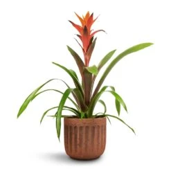 Guzmania Variada - Jazz Orange Bromeliad -Hortology Shop Guzmania Variada Jazz Orange Bromeliad 13x55cm Duncan Plant Pot Rust 17x16cm 1