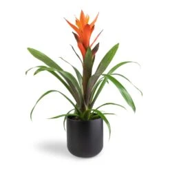 Guzmania Variada - Jazz Orange Bromeliad -Hortology Shop Guzmania Variada Jazz Orange Bromeliad 13x55cm Lisbon Plant Pot Anthracite 15x15cm