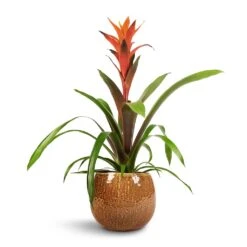 Guzmania Variada - Jazz Orange Bromeliad -Hortology Shop Guzmania Variada Jazz Orange Bromeliad 13x55cm Mischa Plant Pot Caramel 19x16cm 1