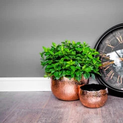 Hammered Bowl - Copper With Black -Hortology Shop Hammered Bowl Copper Lifestyle