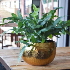 Hammered Bowl - Gold With Black -Hortology Shop Hammered Bowl Gold LS1