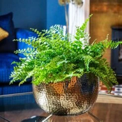 Hammered Bowl - Gold With Black -Hortology Shop Hammered Bowl Gold Lifestyle 2