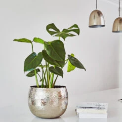 Hammered Bowl - Nickel With Black -Hortology Shop Hammered Bowl Silver Lifestyle