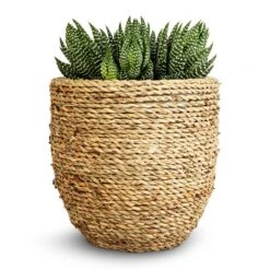 Haworthia Zebrina 15 Haworthia Zebrina -Hortology Shop Haworthia Zebrina 10.5x17cm Cody Plant Pot Straw Grass 17x15cm