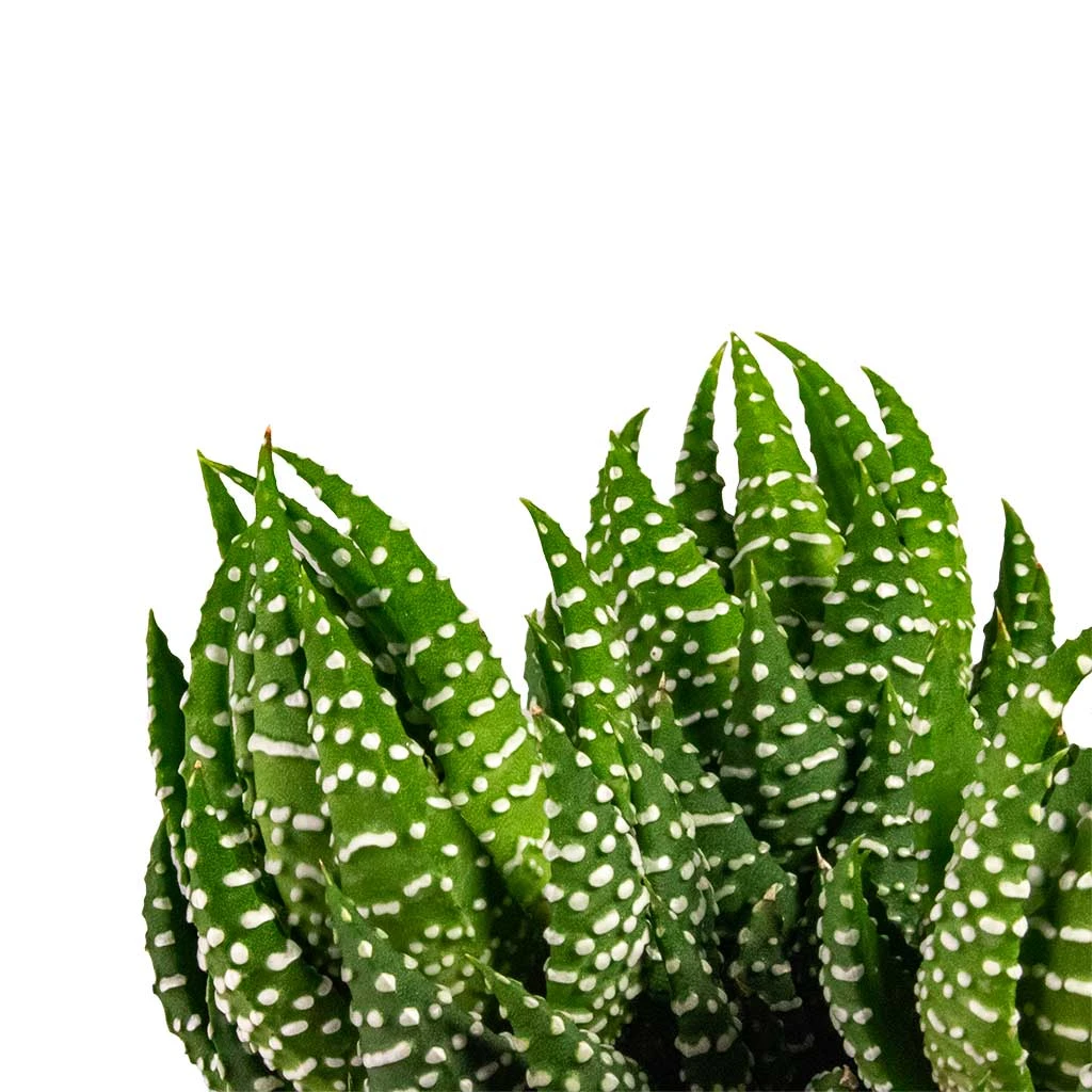 Haworthia Zebrina 2 Haworthia Zebrina - Image 2