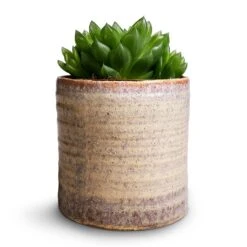 Hera Plant Pot - Ivory -Hortology Shop Haworthia cooperi 10.5x16cm Hera Plant Pot Ivory 13x14cm 233710a2 583e 4bf2 b8e1 46f9d14a571b