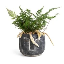 Humata Tyermannii - White Rabbit's Foot Fern -Hortology Shop Head Plant Pot Anthracite 16x13cm Humata tyermannii White Rabbit s Foot Fern 12x20cm 760d7229 8da0 4171 9d4d 2342f4be7e51