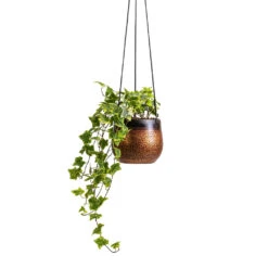 Mya Hanging Planter - Shiny Mocha -Hortology Shop Hedera helix Golden Kolibri English Ivy 13x20cm Mya Hanging Planter Shiny Mocha 15x13cm