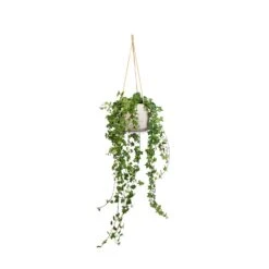 Patt Hanging Plant Pot - Grey Washed -Hortology Shop Hedera helix Pittsburgh English Ivy 17x70cm Patt Hanging Plant Pot Grey Washed 23x20cm a1a4f151 3a2f 4e57 863a c1adb4da0355