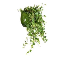 Aimee Plant Pot - Pear -Hortology Shop Hedera helix Pittsburgh English Ivy 24x100cm Aimee Plant Pot Pear 33x28cm 65bfe248 f304 4fa4 a59f 805020c73a0b