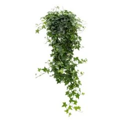 Hedera Helix Pittsburgh - English Ivy -Hortology Shop Hedera helix Pittsburgh English Ivy large