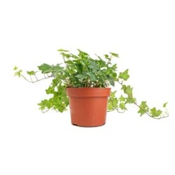 Hedera Helix Pittsburgh - English Ivy -Hortology Shop Hedera helix Pittsburgh English Ivy stems 2